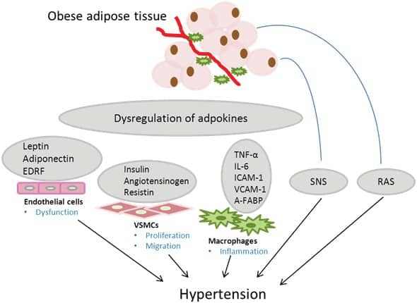 Comment les adipocytes provoquent l'hypertension