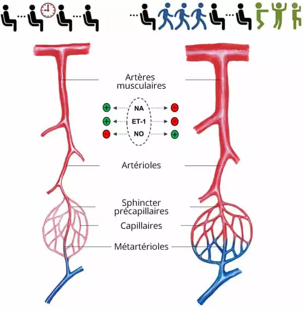 Impact de la position assise prolongée sur la circulation sanguine