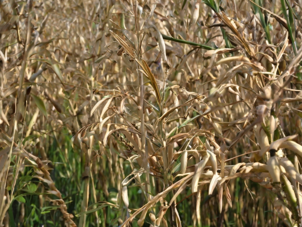 Epeautre-Céréales, valeurs nutritionnelles