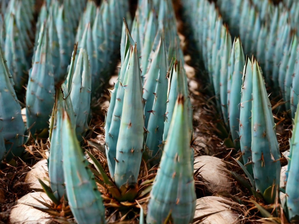 Sirop d'agave-Sucres et miels, valeurs nutritionnelles